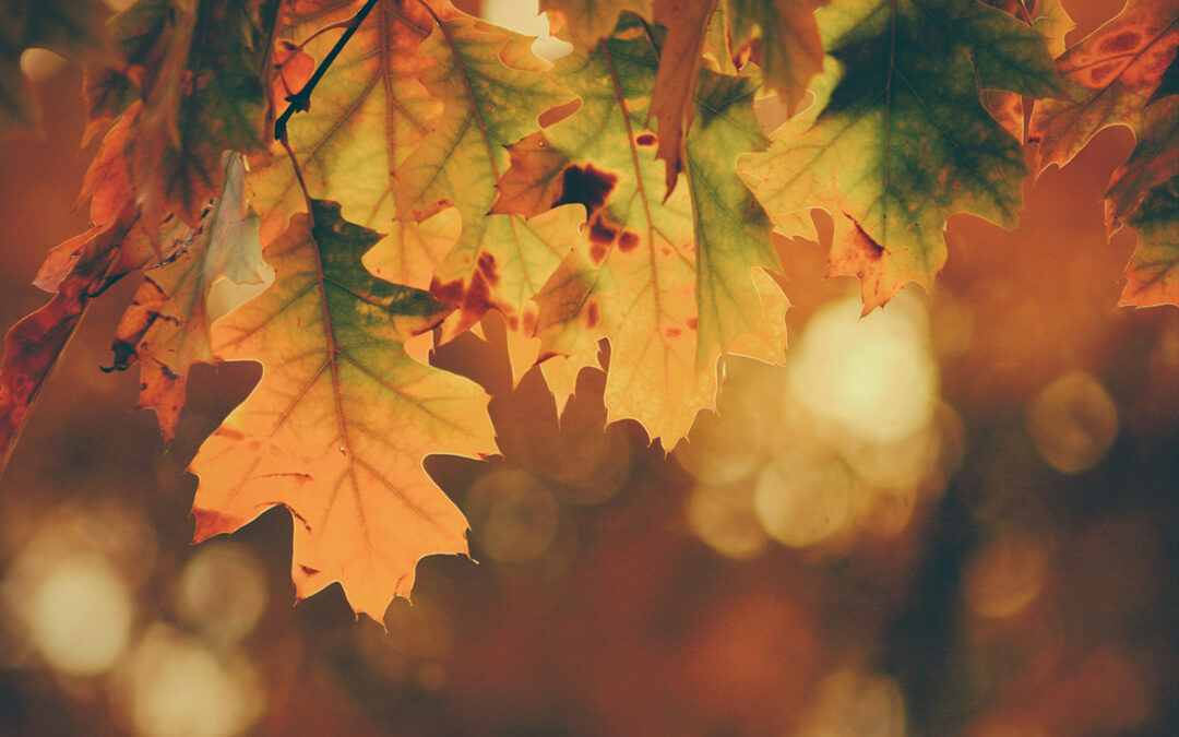 Living With Genuine Gratitude
